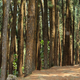 Picture of a forest